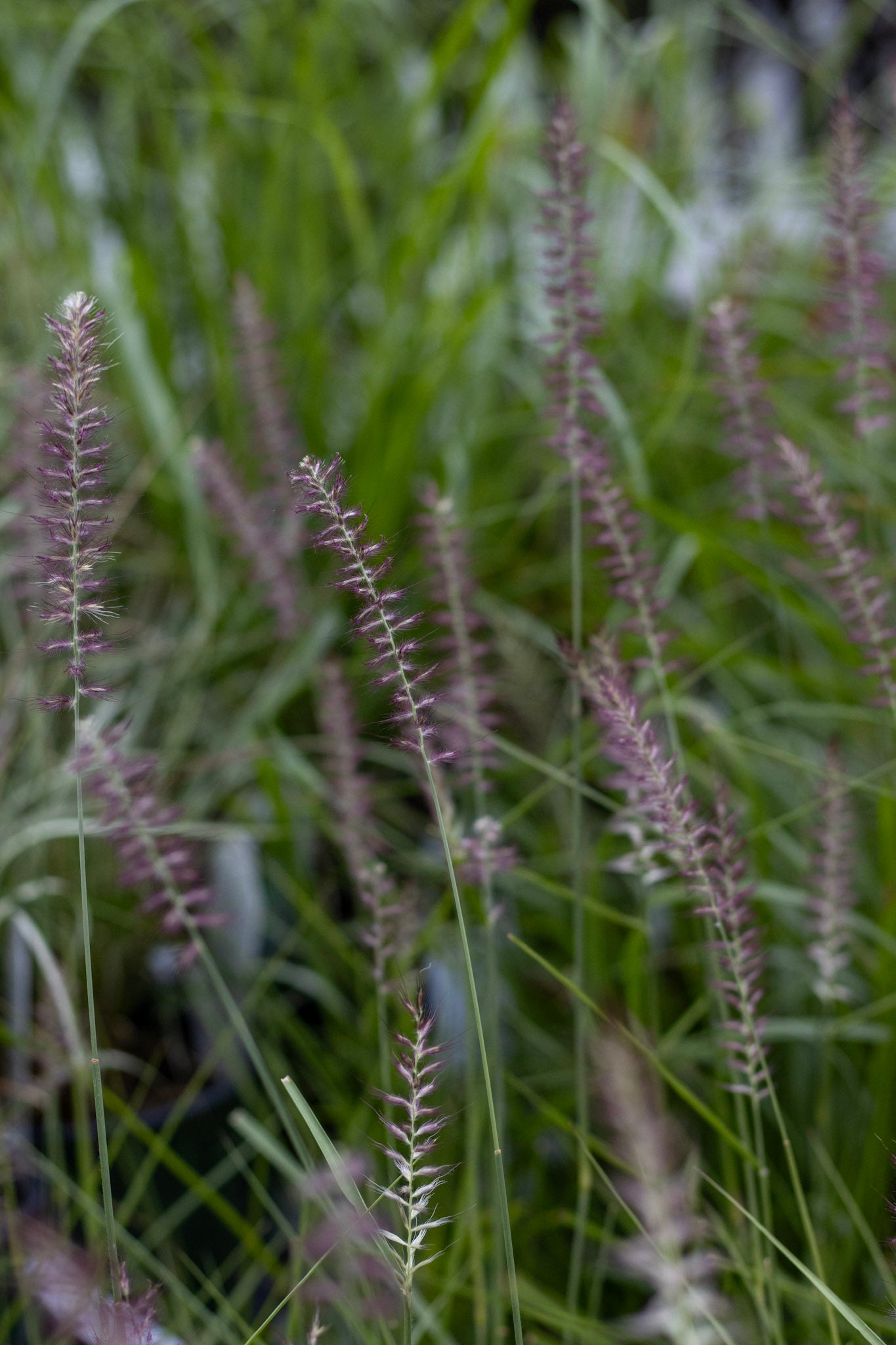 Pennisetum Karly Rose 2g