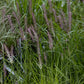 Pennisetum Karly Rose 2g