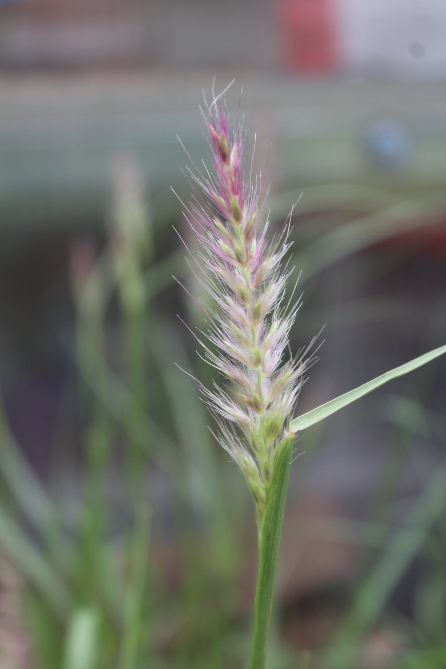 Pennisetum Karly Rose 2g
