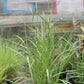 Pennisetum Karly Rose 2g