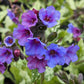 Pulmonaria Diana Clare 1g