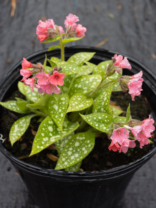 Pulmonaria Shrimps on the Barbie 1g