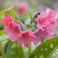 Pulmonaria Shrimps on the Barbie 1g
