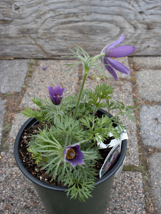 PULSATILLA vulgaris Violet Bells 1g