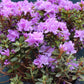 RHODODENDRON X `PURPLE GEM`