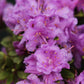 RHODODENDRON X `PURPLE GEM`