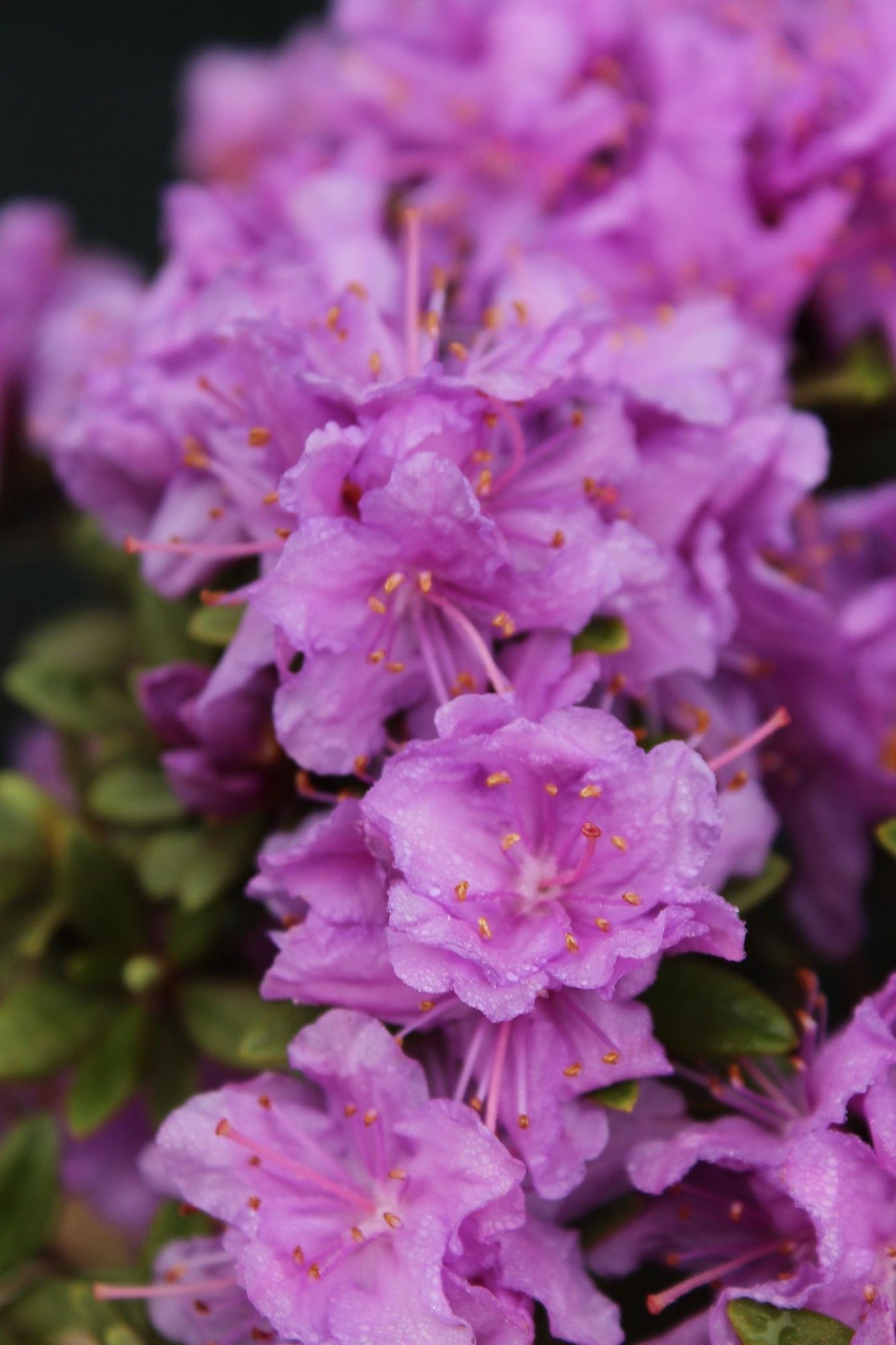 RHODODENDRON X `PURPLE GEM`