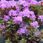 Rhododendron X Purple Gem 3g