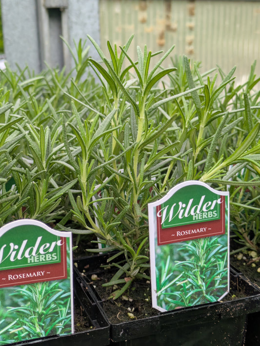 Wilders 3.5' Rosemary