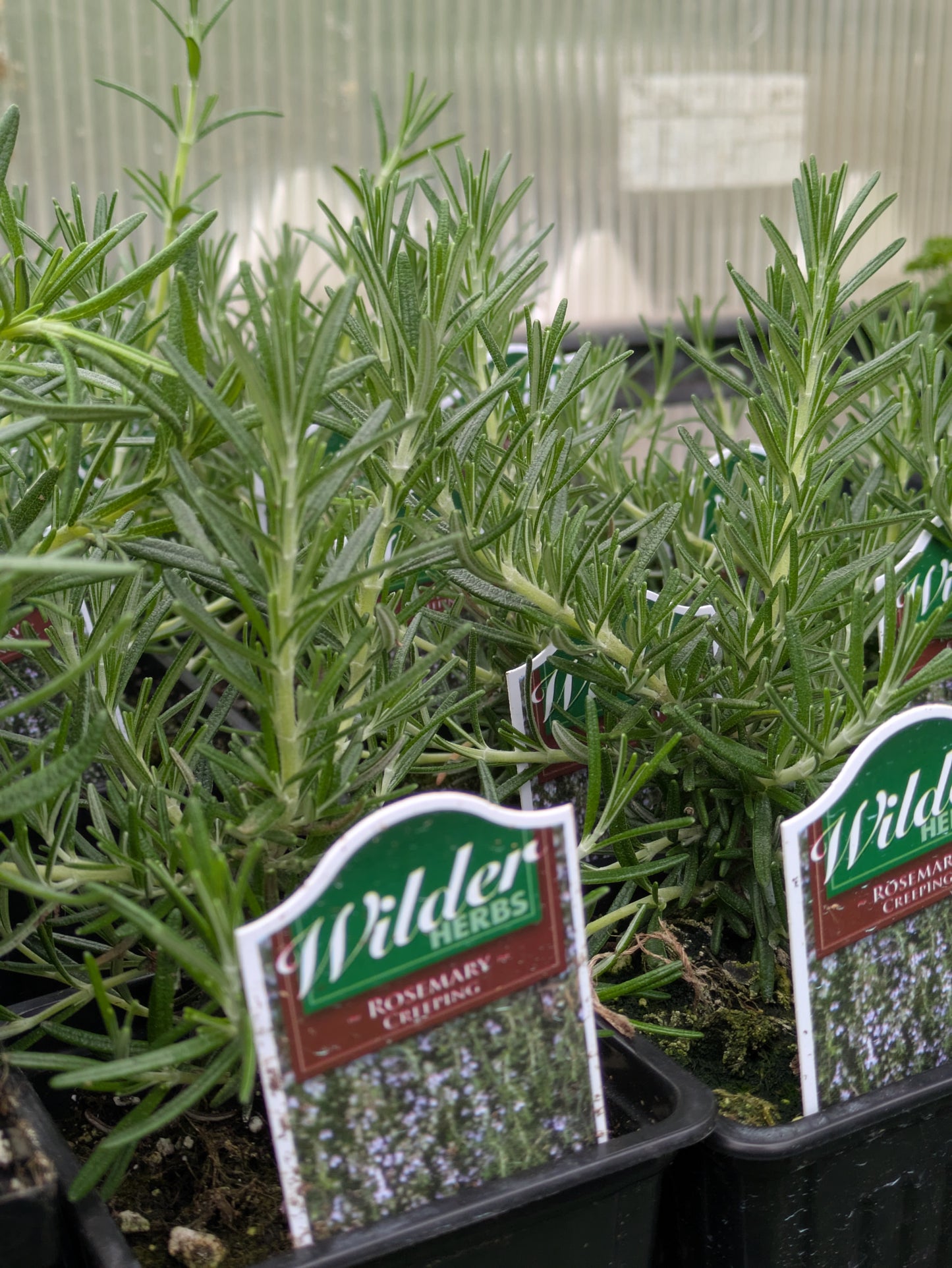 Wilders 3.5' Rosemary Creeping