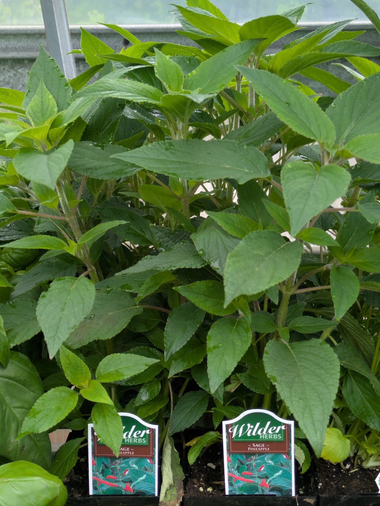 Wilders 3.5' Sage Pineapple