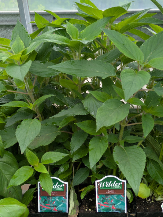 Wilders 3.5' Sage Pineapple