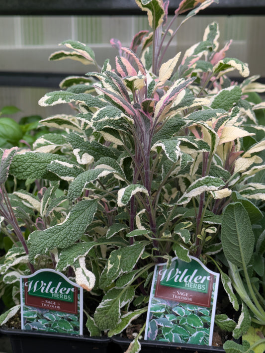 Wilders 3.5' Sage Tricolor