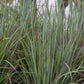 Schizachyrium s. Standing Ovation 2g