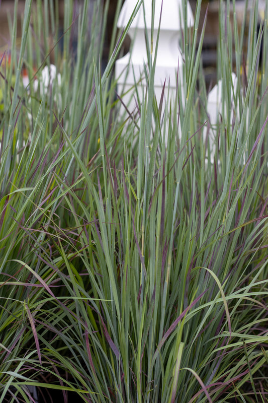 Schizachyrium s. Standing Ovation 2g