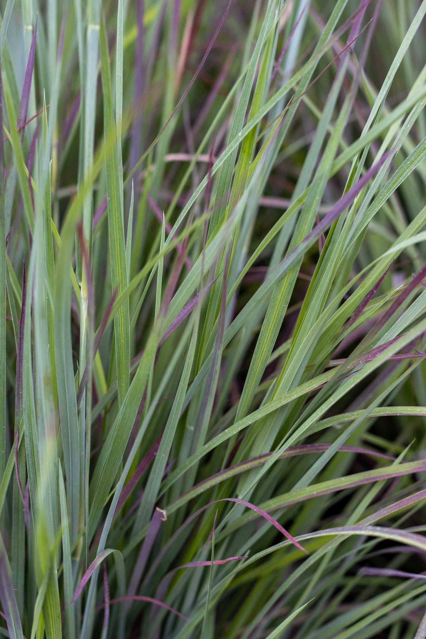 Schizachyrium s. Standing Ovation 2g