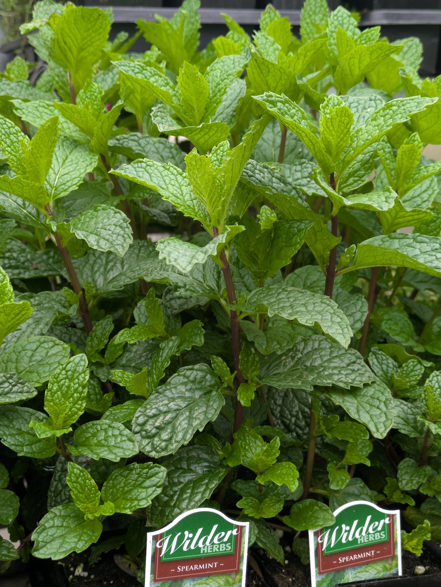 3.5' Spearmint