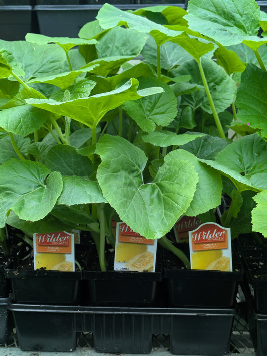 3.5' Squash Spaghetti