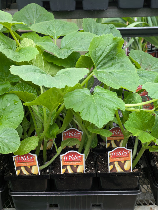 3.5" mSquash Multipik Summer