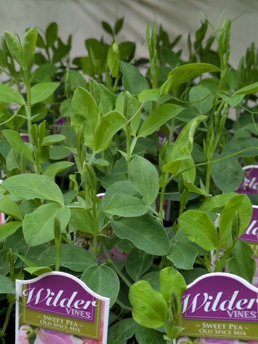 Wilders Sweet Pea Old Spice Mix 3.5'