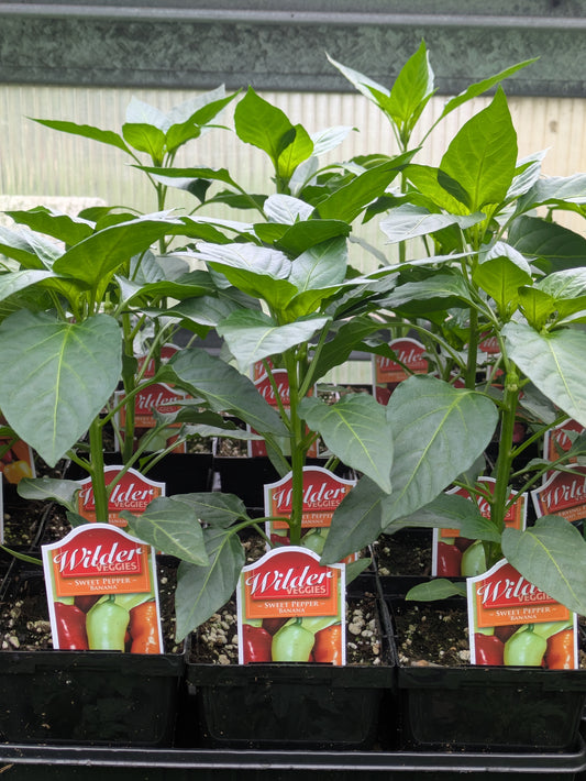 Wilder 3.5' Sweet Pepper Banana
