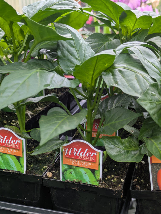Wilders 3.5' better Belle pepper