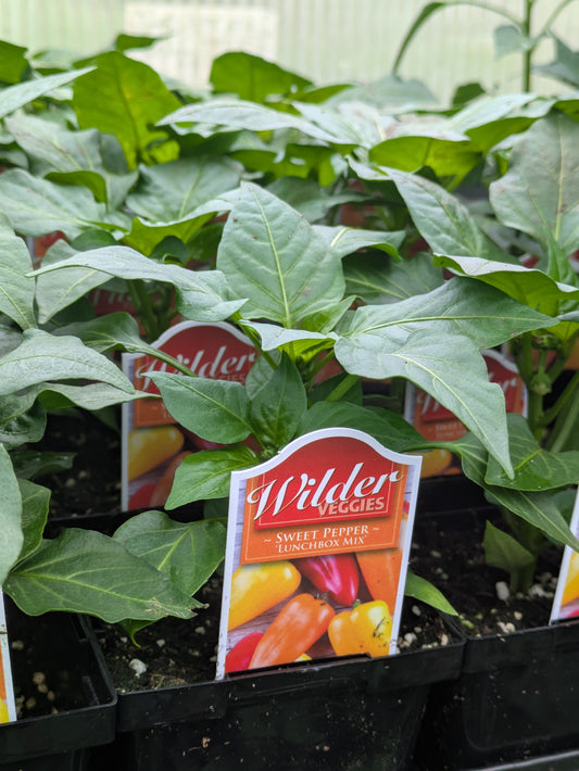 Wilders 3.5' Sweet Pepper Lunchbox Mix
