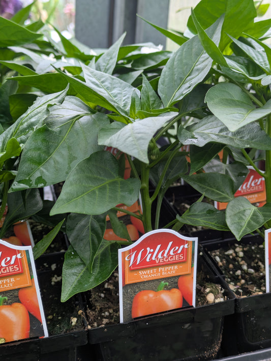 Wilders 3.5' Sweet Pepper Orange Blaze