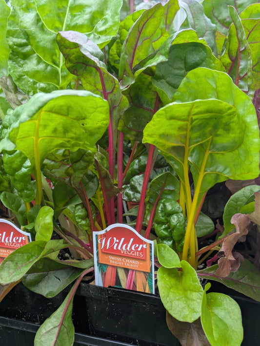 Wilders 3.5' Swiss Chard Bright Lights