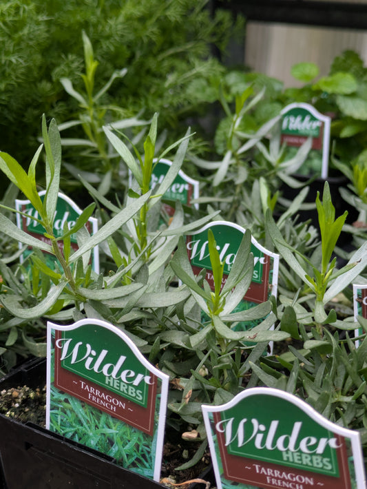 Wilders 3.5' Tarragon French