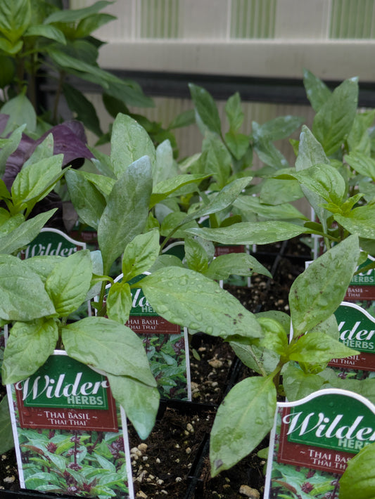 Wilders 3.5' Basil Thai