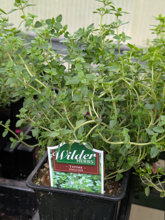 Wilders 3.5' Thyme English