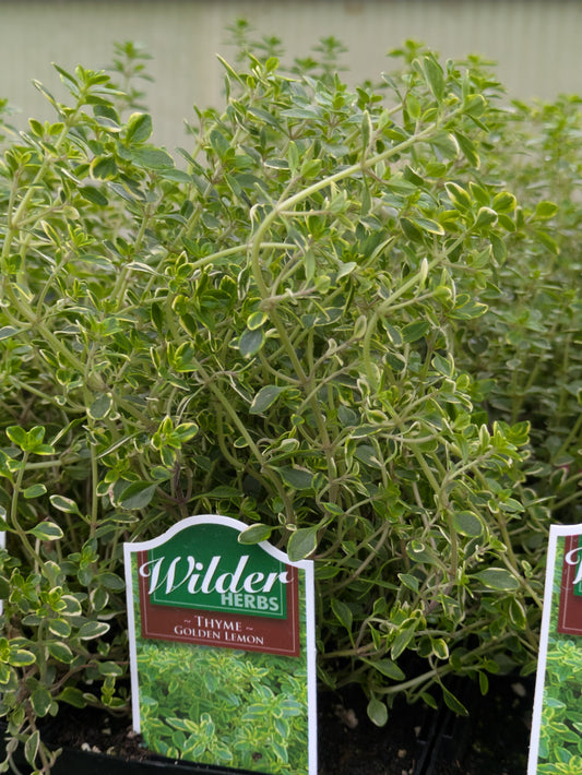 Wilders 3.5' Thyme Golden Lemon