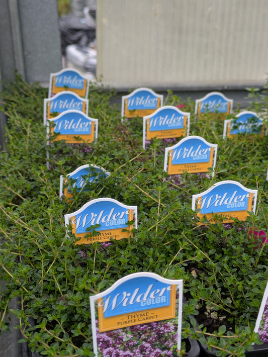 Wilders 3.5' Thyme Purple carpet