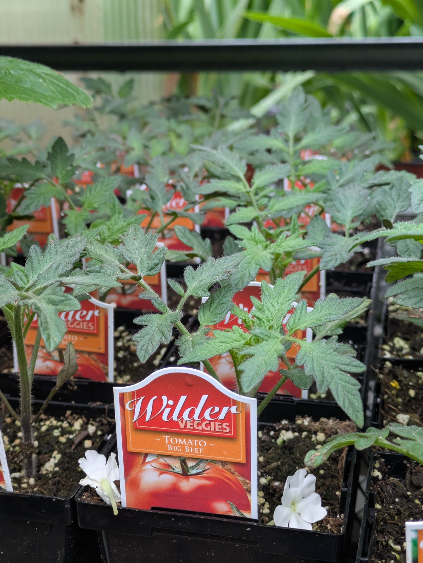 Wilders 3.5' Tomato Big Beef