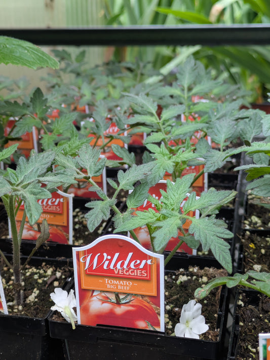 Wilders 3.5' Tomato Big Beef