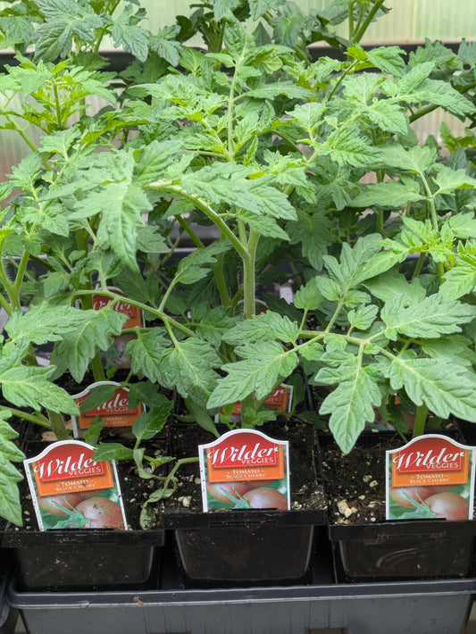 Wilders Tomato Black Cherry 3.5”