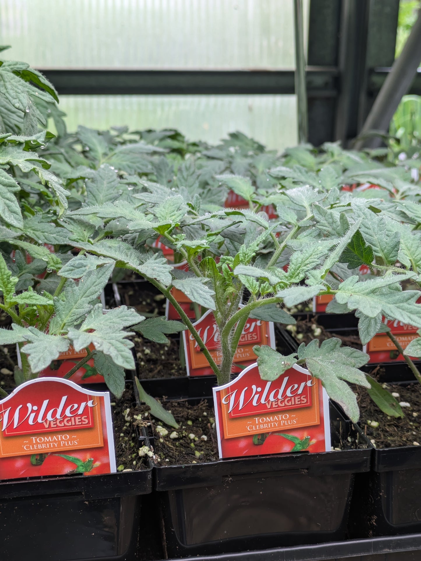 Wilder 3.5' Tomato Celebrity Plus