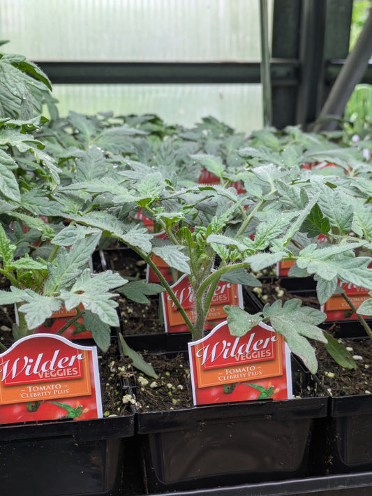 Wilder 3.5' Tomato Celebrity Plus
