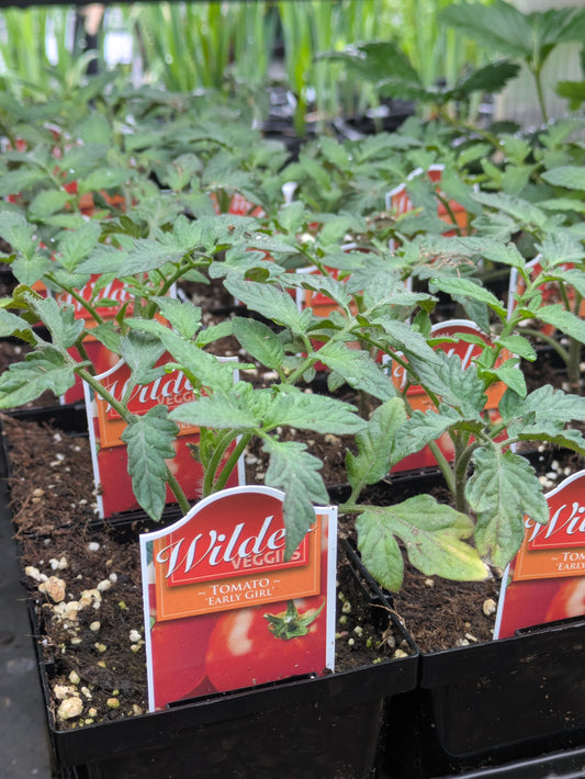Tomato Early Girl 4'