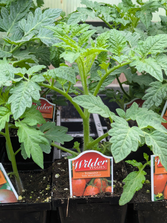 Wilders 3.5' Tomato San Marzano
