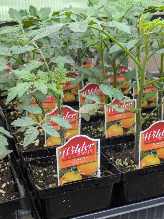 Wilders 3.5' Tomato Sunsugar