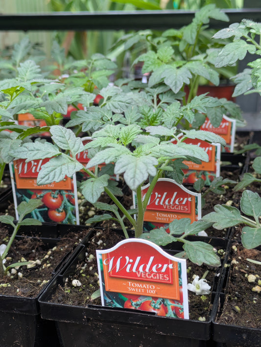 3.5' Tomato Sweet 100