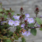 Veronica Waterperry Blue 1g