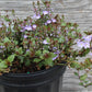 Veronica Waterperry Blue 1g