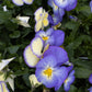 VIOLA Blue Moon Quart