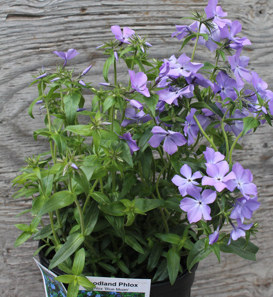 Phlox Blue Moon