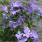 Phlox Blue Moon