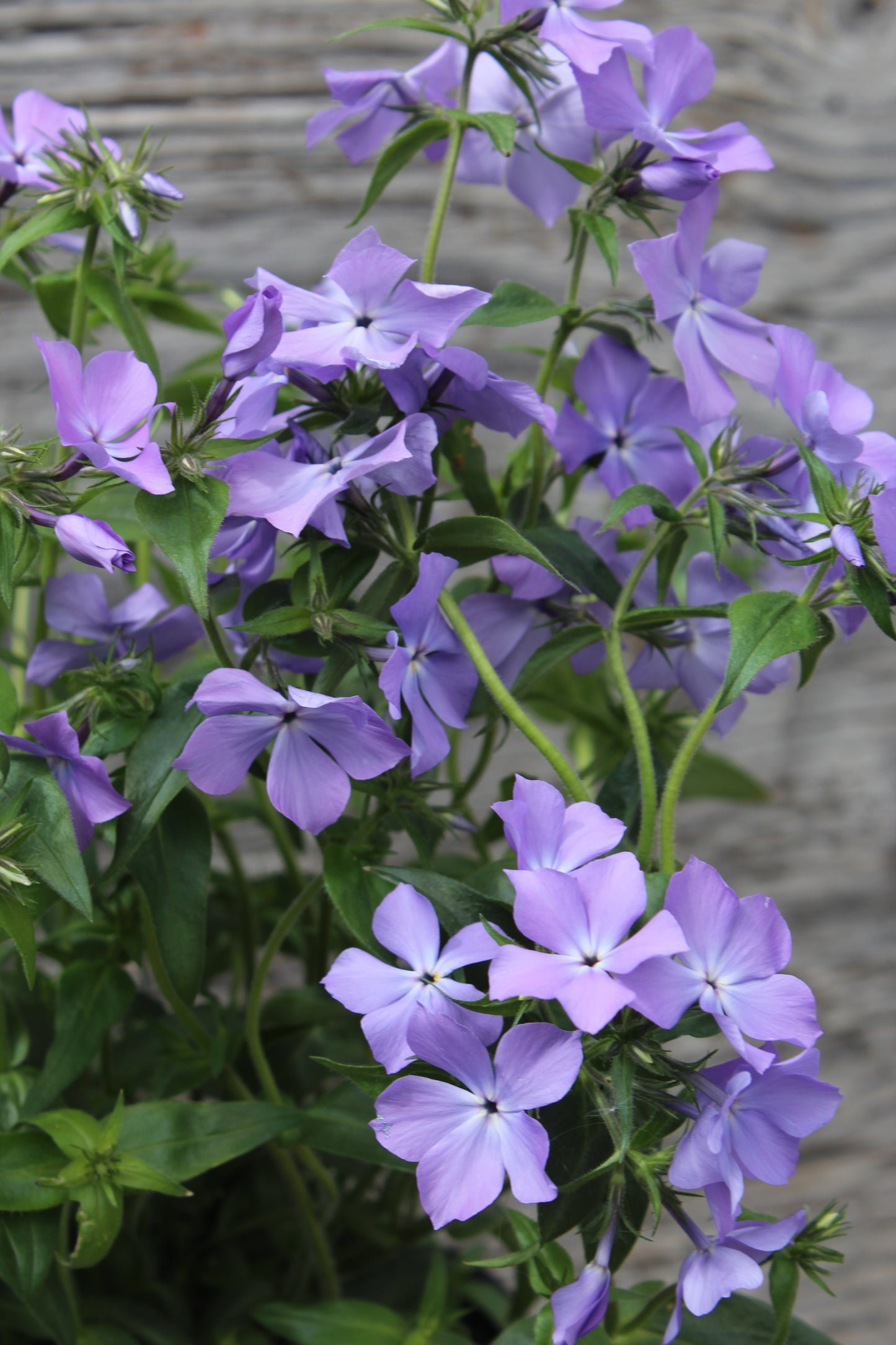 Phlox Blue Moon