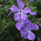 Phlox Blue Moon